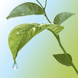 Waterdrops On Leaves Waterdrops On Leaves