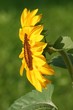 Sonnenblume