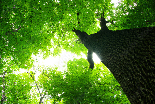 green leaves|9016603
