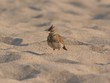 skylark on a beach skylark on a beach