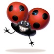 coccinella