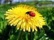 Dandelion with ladybird