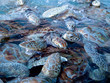 Marine turtles