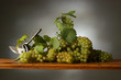 Vendemmia delle uve bianche Vendemmia delle uve bianche