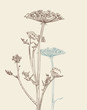 umbellate plant