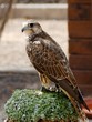Faucon sacré - vue de profil Faucon sacré - vue de profil