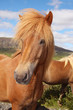 Icelandic horse