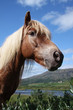 Icelandic horse