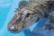 Crocodile - gros plan Crocodile - gros plan