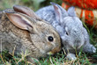 Two small rabbits