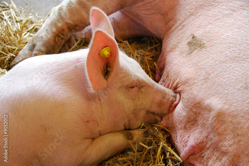 Bébé porc qui tête
