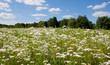 sunny meadow blossoming against the backdrop of blue sky