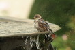 Spatz badet in einem Brunnen
