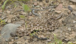 Desert massasauga rattlesnake shows comoflage Desert massasauga rattlesnake shows comoflage
