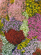 mosaïque de fleurs mosaïque de fleurs