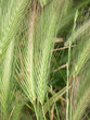 céréales