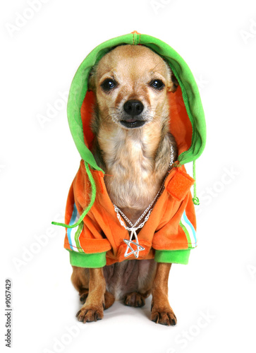 chihuahua jackets