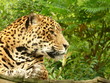 Wild feline - Panther - Léopard