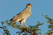 Pale Chanting goshawk (Melierax canorus), Kalahari, South Africa