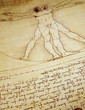 Photo of the Vitruvian Man by Leonardo Da Vinci from 1492