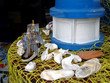 souvenirs marins