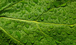 Feuille