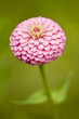 One pink Zenia