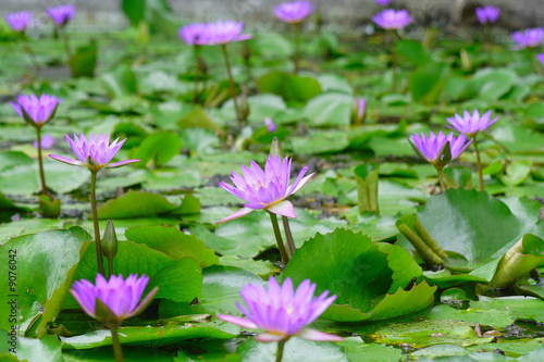 Photo: Lotus Lotus