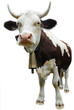 Vache Vache