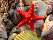 starfish and seashells