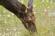 An elk cow eats daisies