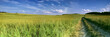 Panorama green grassland in russia Panorama green grassland in russia