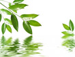 fresh green leaf