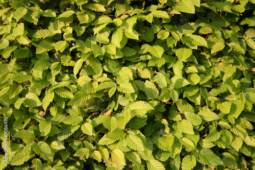 Foto: Hecke Hecke