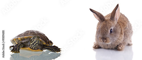 Cute Bunny And Turtle. Concept: Competition