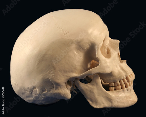 human skull side. A Side View of a Human Skull