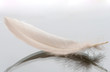 small feather close-up on a glass background small feather close-up on a glass background