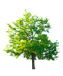 acacia isolated on white