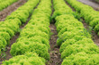 Agriculture Agriculture