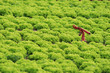 Agriculture Agriculture