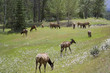 Herd of elk grazing on a meadow