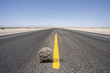 Photo: Turtle walking in middle of remote highway Turtle walking in middle of remote highway