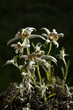 Edelweiss
