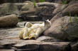 ice bear