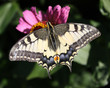 white butterfly (Papilio machaon)