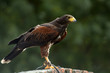 Harris Hawk , perching looking for food