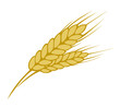 Wheat on white background