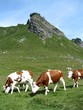 Vaches