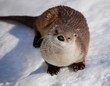 Loutre Loutre