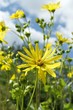 Photo: Macro close-up of yellow ox-eye daisy with blue clouded sky Macro close-up of yellow ox-eye daisy with blue clouded sky